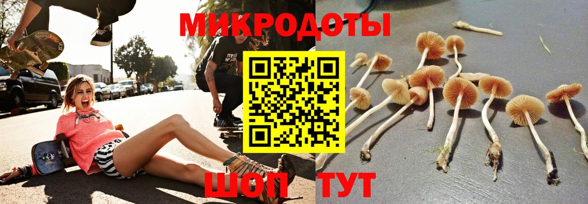 Галлюциногенные грибы Psilocybine cubensis Ростов Великий